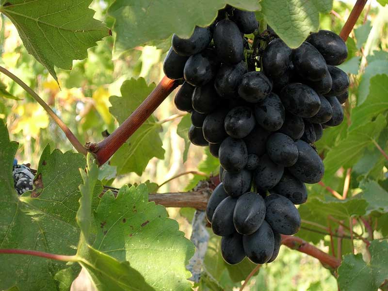 Сорта черного столового винограда из США будут выращивать в Молдове - Nokta