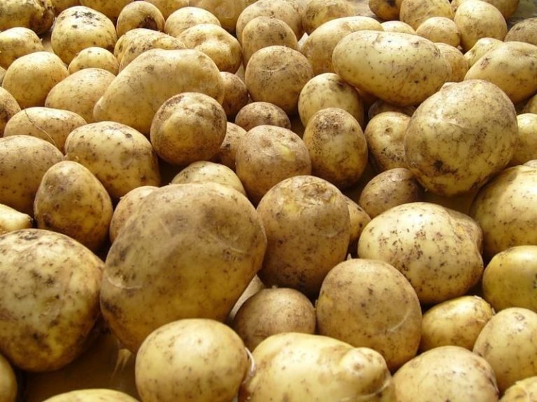 В России возможен дефицит картофеля, сообщают производители