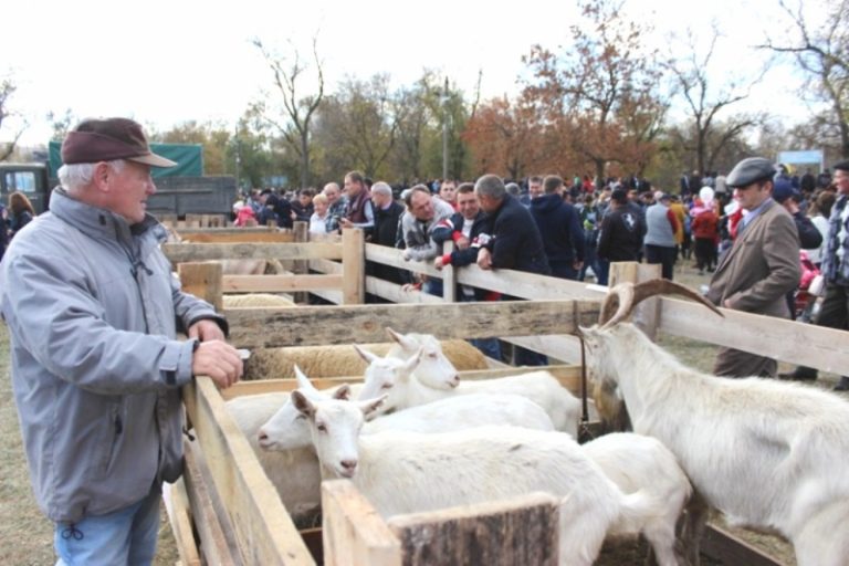 В Чадыр-Лунге в рамках праздника Касым пройдет выставка животноводства. Будут избраны победители в 14 номинациях