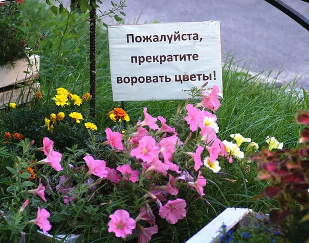 Полиция ищет похитителей пяти цветочных клумб с Аллеи Славы в Комрате