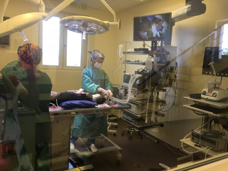 (FOTO/VIDEO) Собаке, которую нашли без лап в Кишиневе, провели операцию в Румынии
