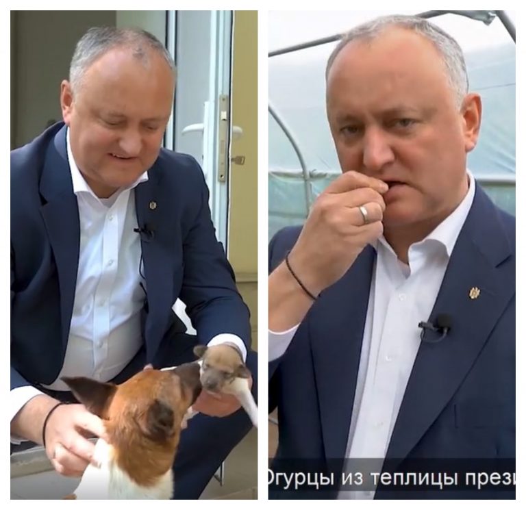 (ВИДЕО)Господар из Кондрицы: Как Додон погладил собаку, а затем сорвал и съел огурец из теплицы