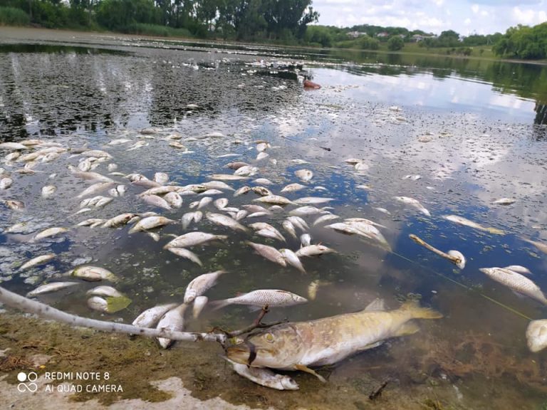 (ФОТО) Экологическая катастрофа на реке Куболта. Тысячи рыб умерли