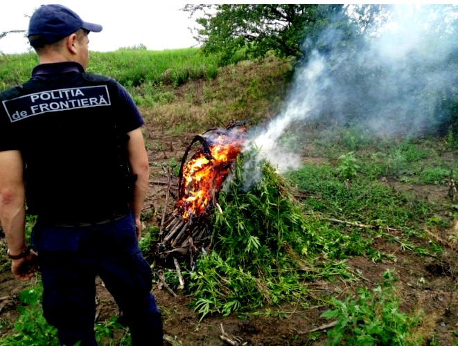 Вблизи Вулканешт найдено еще одно поле конопли