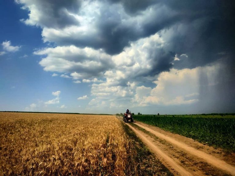 Тени исчезают в полдень: что стало с лесополосами Гагаузии?
