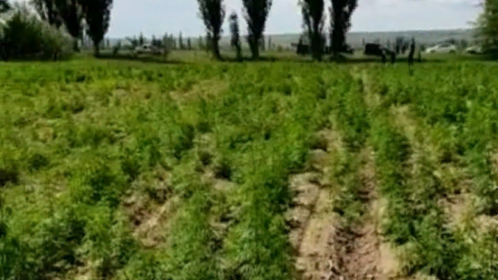 Два гектара конопли обнаружены полицией в Каушанах. Что грозит владельцу