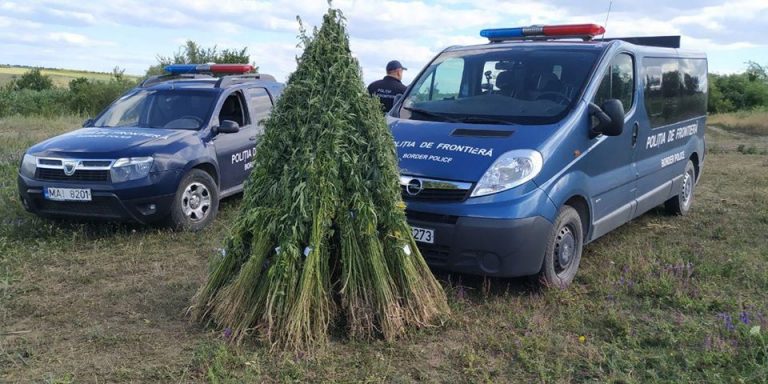 (ФОТО) Поле конопли обнаружили пограничники вблизи молдавской границы
