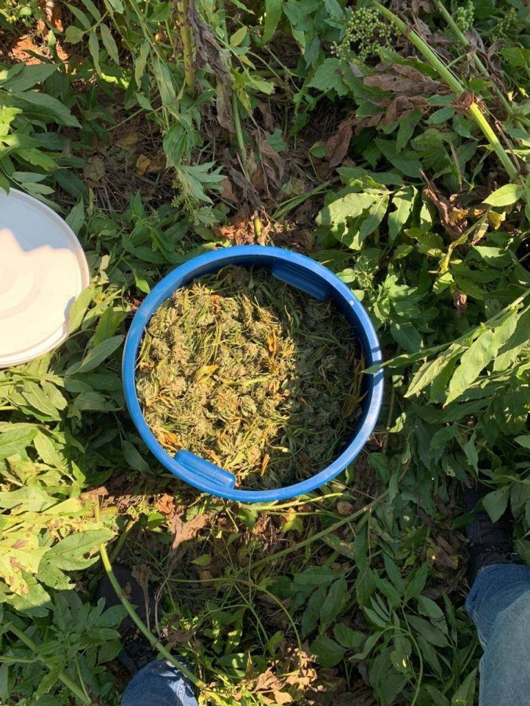 В Яловенском районе проведены обыски. Задержаны двое человек, арестовано 7 кг каннабиса