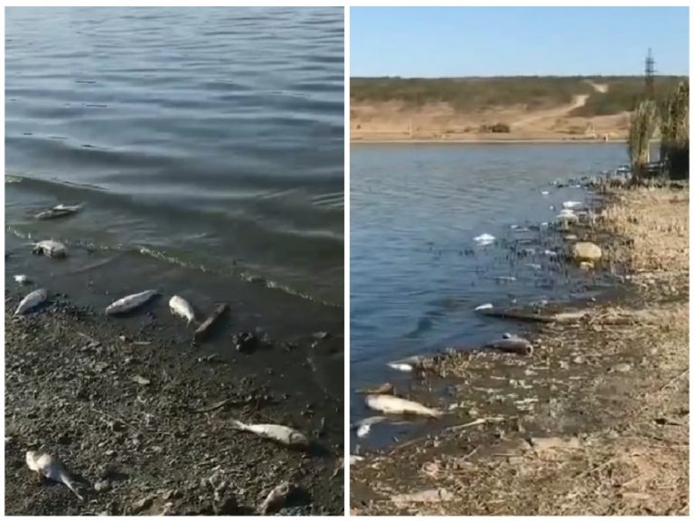 (Видео) Низкий уровень воды и жара: Анастасов объяснил причины массовой гибели рыбы в Комратском озере
