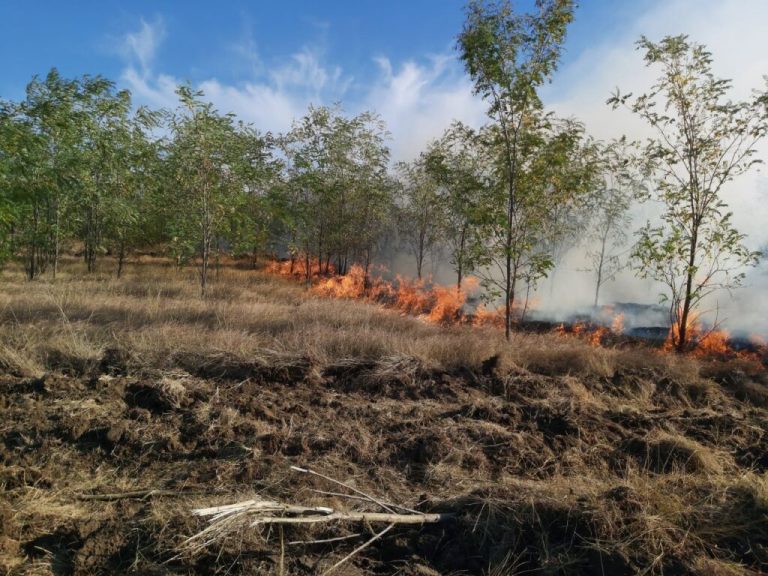 (ФОТО/ВИДЕО) В Копчаке сгорело 20 га молодых лесонасаждений. Пожар возник в результате поджога