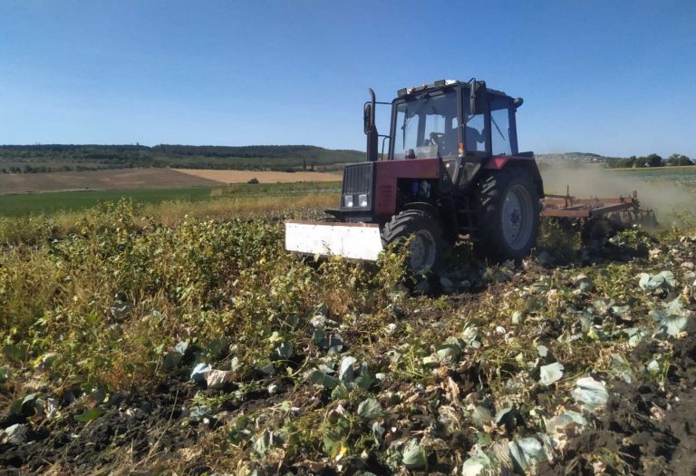 Овощи с высоким уровнем нитратов чуть не попали на стол потребителям в Молдове