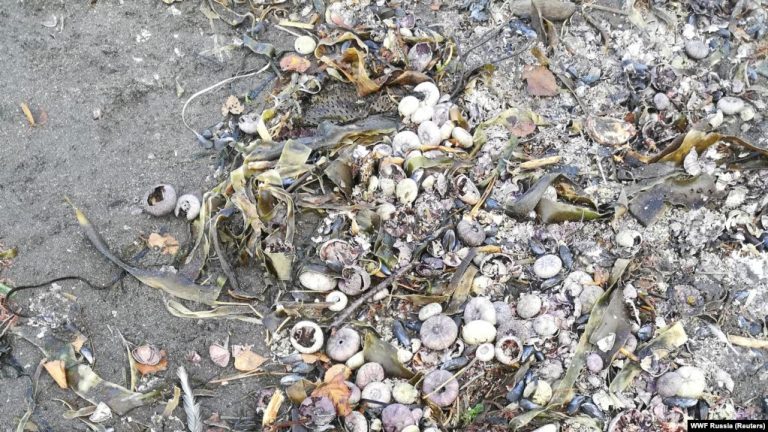 В Авачинской бухте на Камчатке погибли более 95% морских организмов