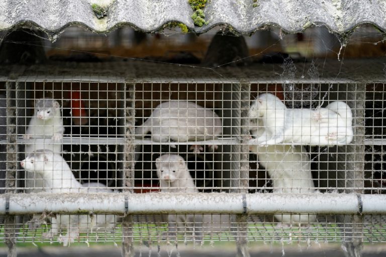 В Дании убьют до 17 миллионов норок из-за нового штамма COVID-19