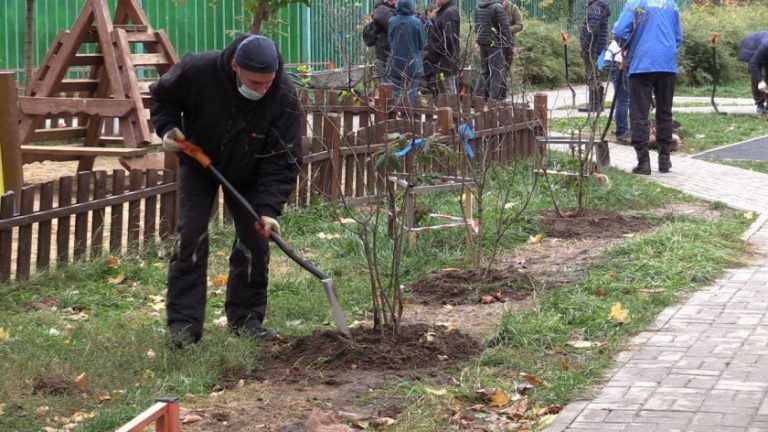 Примэрия Комрата выдает горожанам деревца для благоустройства города