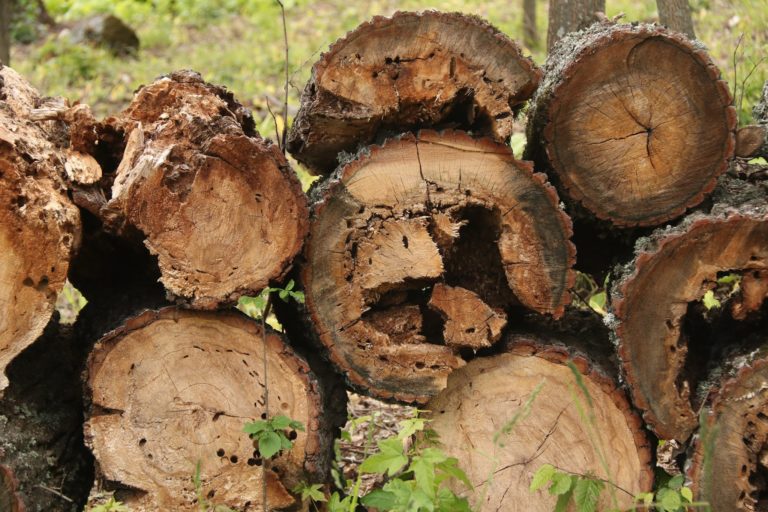 Агентство «Moldsilva» назвало «клеветой» заявления о «дележке» древесины и намерено обратиться в суд
