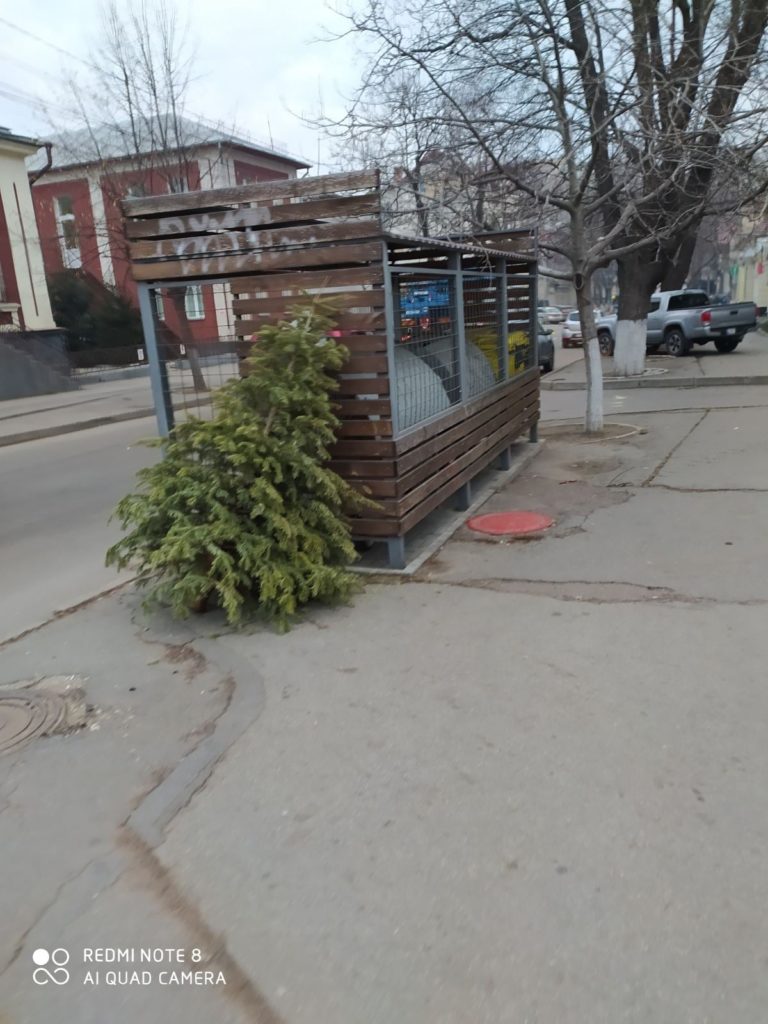 В столице будут собраны новогодние елки для вторичной переработки