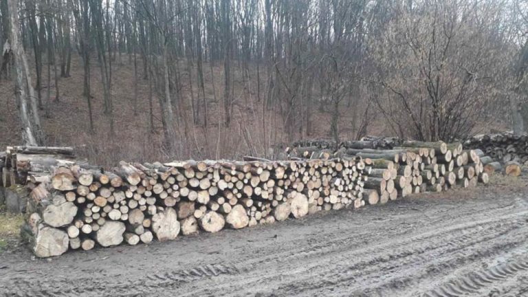 «Рубили в соответствии с требованиями устойчивого развития». Сотрудники Plaiul Fagului отрицают массовую вырубку леса