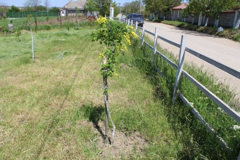 (ФОТО) В Чишмикиое неизвестные вырвали декоративные деревья и повредили ограду