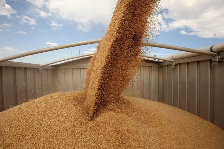 Слусарь: «Компания Agrofloris Nord планирует экспортировать 6000 тонн пшеницы через порт Джурджулешты”