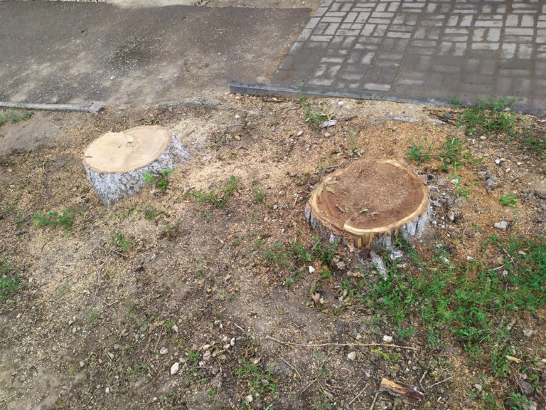 (ФОТО) Разрешение Шредингера. В Комрате срубили три больших дерева, но спустя неделю неизвестно, кто это сделал и было ли разрешение