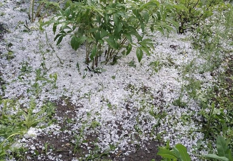 Сотни гектаров садов и полей в Унгенском и Сорокском районах пострадали от дождей и града