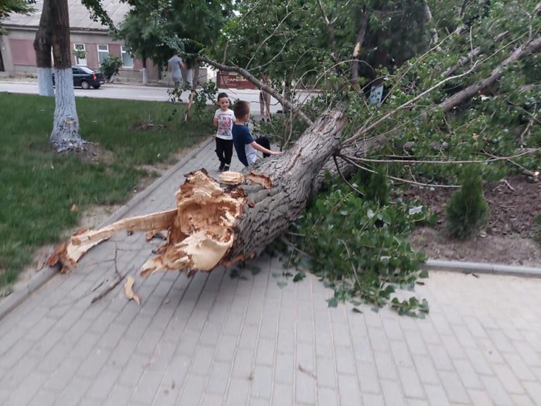 (ФОТО/ВИДЕО) Ветер повалил большое дерево возле дома детского творчества в Комрате