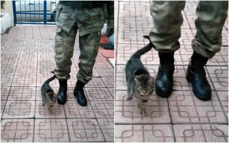 Самое милое видео дня. Турецкий котенок, выросший на военной базе, научился маршировать
