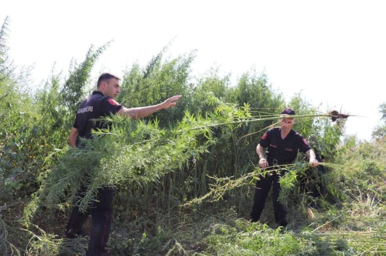 (ФОТО) На озере вблизи Комрата полиция обнаружила поле с кустами, похожими на коноплю. Все сожгли