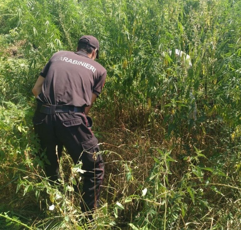 ФОТО: В Кагульском районе был обнаружен 1 гектар земли с коноплей