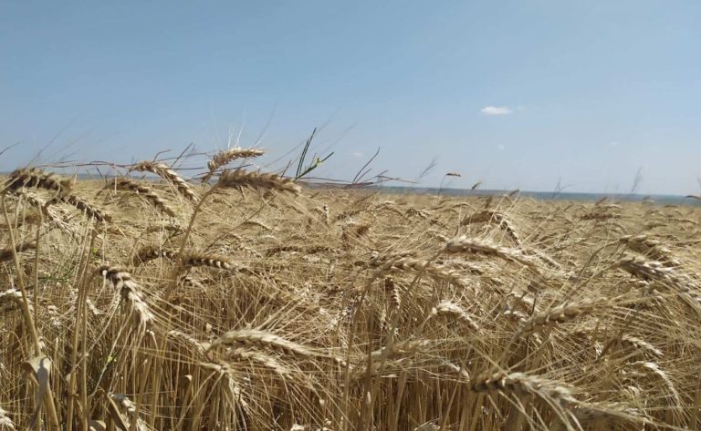 В Гагаузии убрано более 50% всех площадей культур I-й группы хлебов. В каких районах лучшие результаты