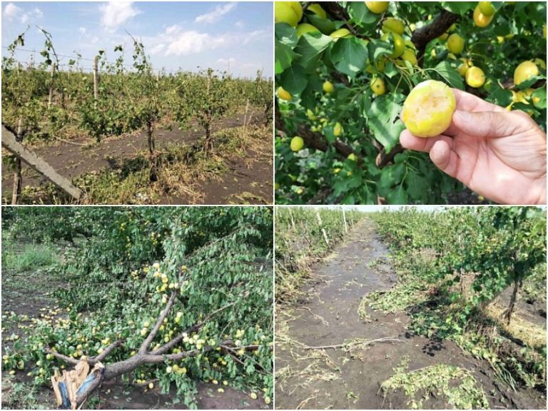 (ФОТО) Поля затоплены, повалены деревья, а урожай испорчен. Последствия ливня с градом в Гагаузии