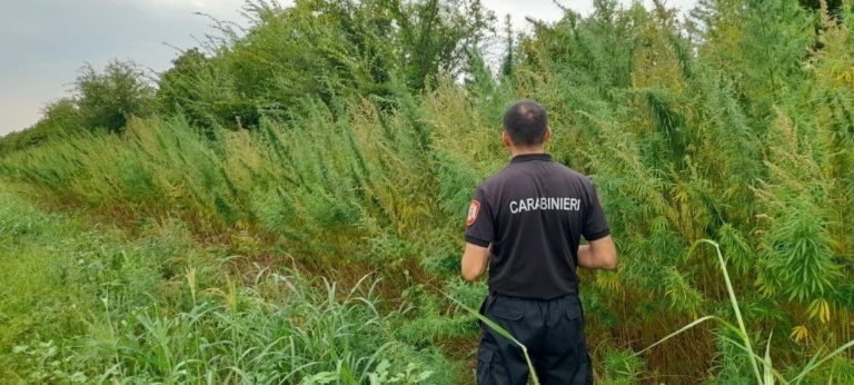 Обнаружен участок с коноплей в Чимишлийском районе. Какие предприняты действия