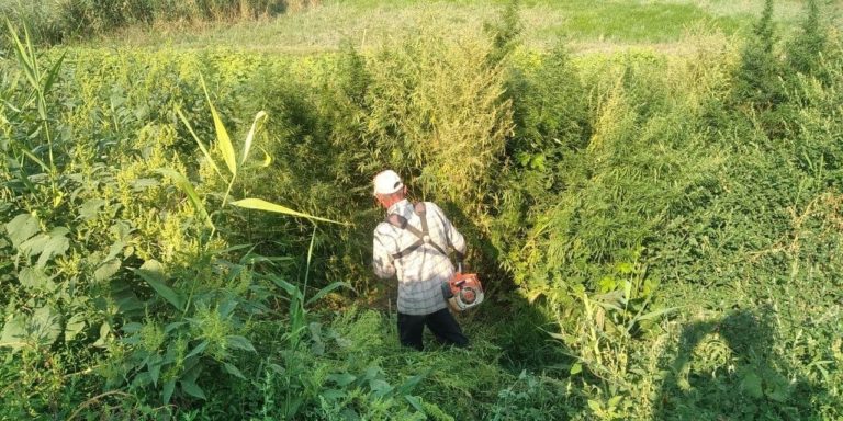 (ФОТО) Инспекторат полиции Комрат проводит превентивные мероприятия по выявлению и уничтожению конопли