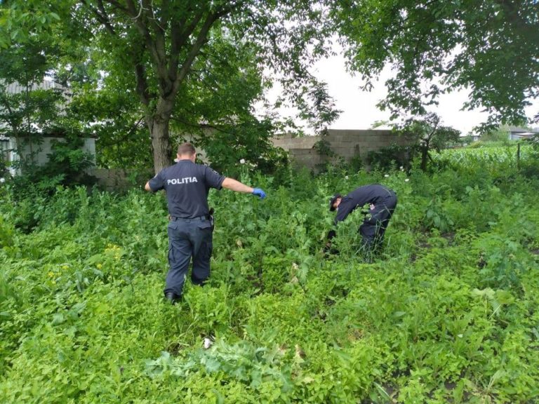 (ВИДЕО) Полиция обнаружила плантацию конопли во дворе жителя села Бубуечь. Он заявил, что выращивает её для собственного потребления