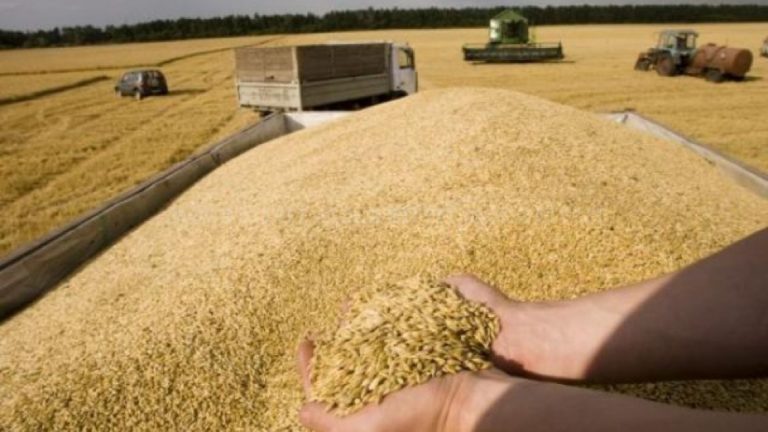 За последний год цена на пшеницу выросла более чем на 40%