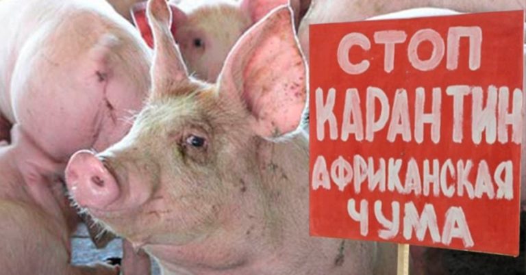Вспышка африканской чумы свиней в Леовском районе. Объявлен карантин