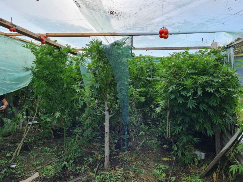 Теплица с коноплей почва выращивания марихуаны