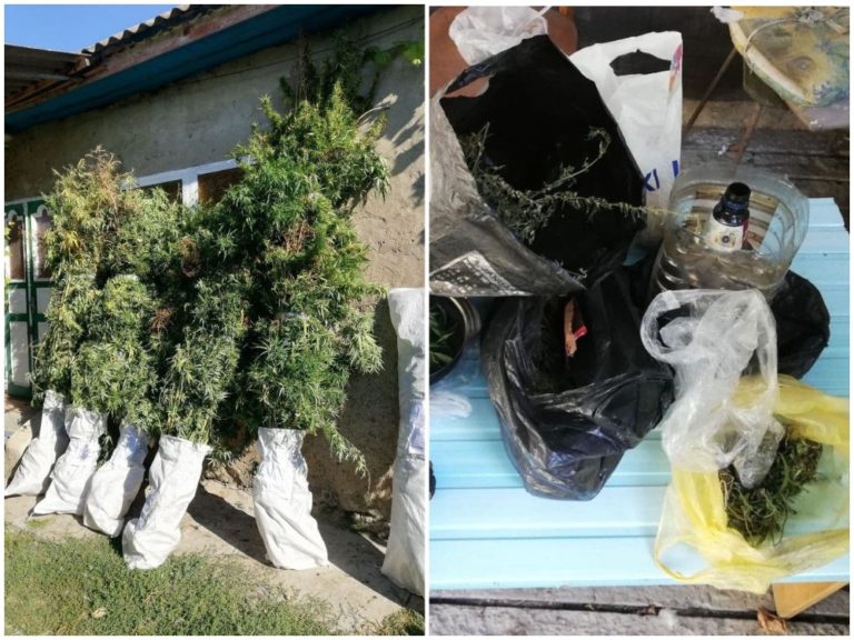 (ФОТО) У жителей Кирсово и Комрата были обнаружены и изъяты 217 кустов растений конопли