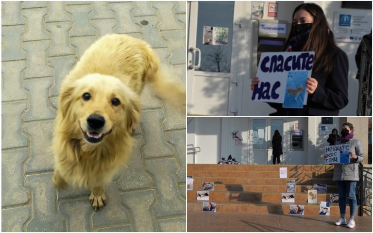 (ВИДЕО/ФОТО) Наш Шарик умер, спасите остальных! В Комрате прошла акция против травли бездомных животных