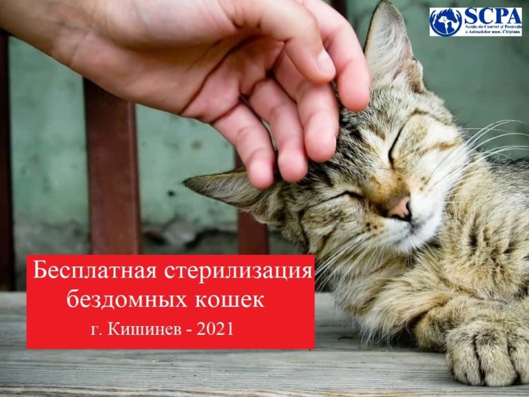 В Кишиневе начинается проект по бесплатной стерилизации бездомных кошек
