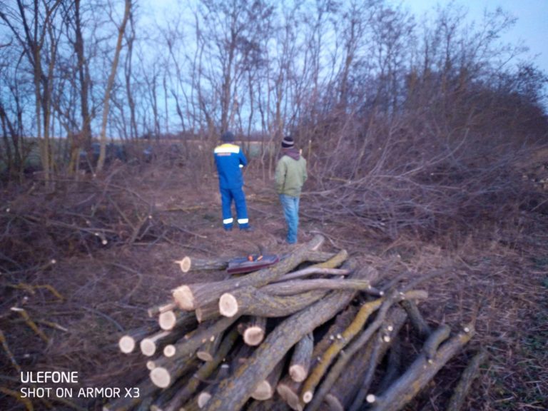 Незаконная вырубка деревьев в районе Штефана Водэ закончилась штрафом в 2 400 леев