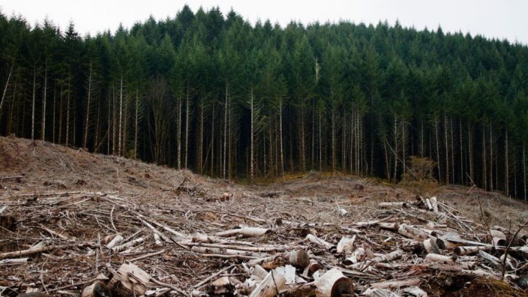2030 год — крайний срок, установленный главами 100 государств для прекращения вырубки лесов