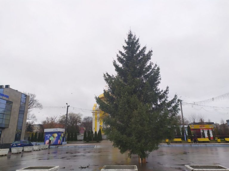 (ФОТО) На главной площади Комрата установили новогоднюю елку