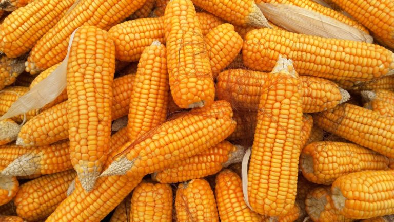 Четыре судна с кукурузой из Молдовы заблокированы в портах Турции