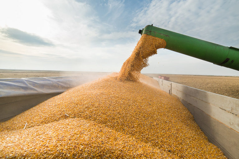 ЦИФРА ДНЯ: 2,5 млрд. леев составила валовая стоимость сельхозпродукции, произведенной в Гагаузии в этом сезоне