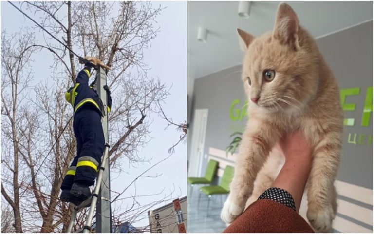 (ФОТО ДНЯ) Операция «Пушистый в опасности». Пожарные в Комрате спасли кота, забравшегося на провода