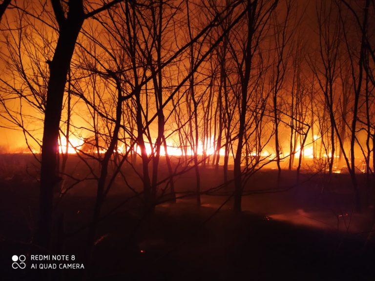 (ВИДЕО) В Дезгинже в ночь на первое марта произошел большой пожар в лесу