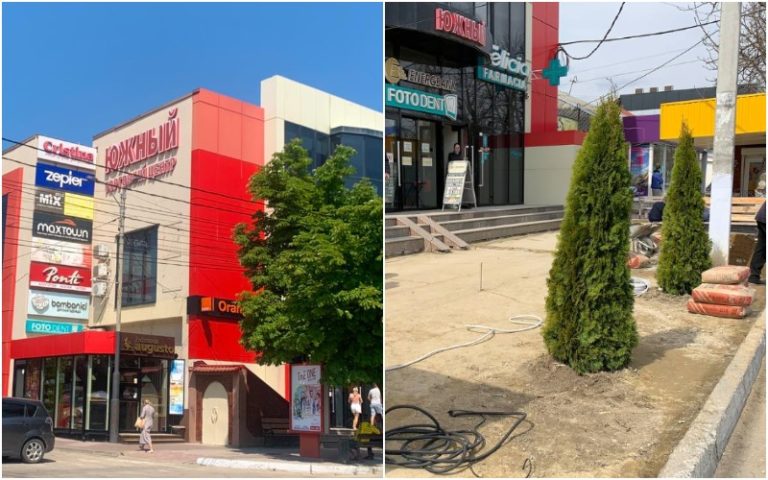 В центре Комрата вырубили два крупных дерева и посадили вместо них туи. Дело дошло до полиции