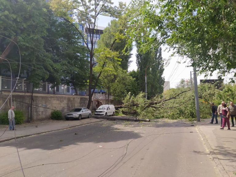 (ФОТО) В Кишиневе снова упало дерево: в этот раз на машину