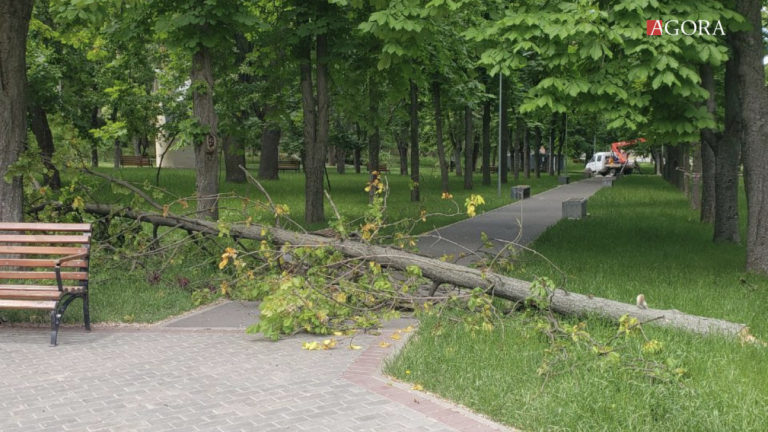 (ФОТО) В столичном парке «Алунелул» из-за ветра упало еще одно дерево